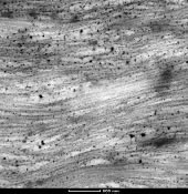 Cartilage ECM, constrasted with PtBlue + LC