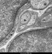 HepG2 cells, constrasted with PtBlue + LC