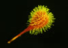 Fluorescence photograph of a burr. © Charles Mazel