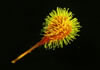 Fluorescence photograph of a burr. © Charles Mazel