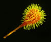 Fluorescence photograph of a burr, with focus stacking. © Charles Mazel