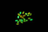 Royal Blue excitation with yellow barrier filter. Mixture of the 5 fluorescent seed types – bright green, weak green, control, bright red, weak red.