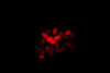 Green excitation with red barrier filter. Mixture of the 5 fluorescent seed types – bright green, weak green, control, bright red, weak red.