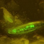 Drosophila larva, GFP © Charles Mazel