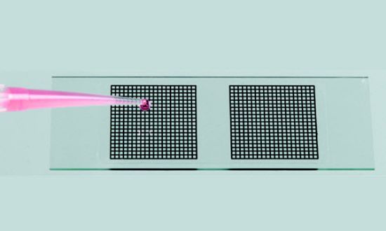 Picture of Microscope Slide-Grids