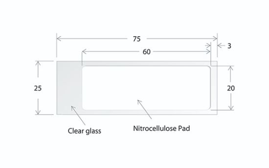 Picture of ONCYTE® AVID™ - 1 Pad 20 X 60 mm NC