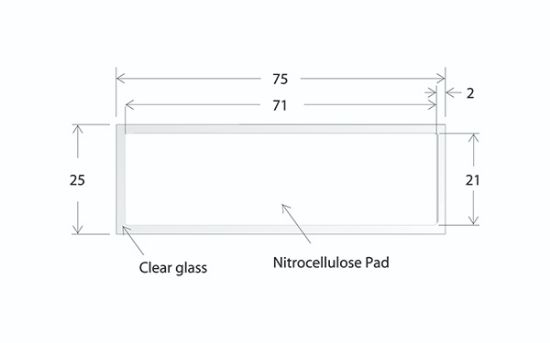 Picture of ONCYTE® AVID™ - 1 Pad 21 X 71 mm NC