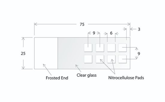 Picture of ONCYTE® AVID™ - 8 Pads 6 X 6 mm NC