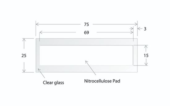 Picture of ONCYTE® AVID™ - 1 Pad 15 X 69 mm NC