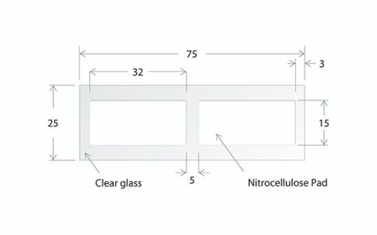 Picture of ONCYTE® AVID™ - 2 Pads 15 X 32 mm NC