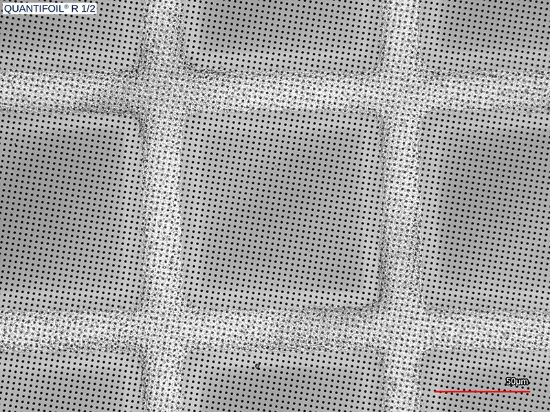 Picture of Quantifoil® R 1/2, 300 Mesh, Cu