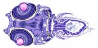 Zebra-Fish-Cross-Section-1024x503.jpg